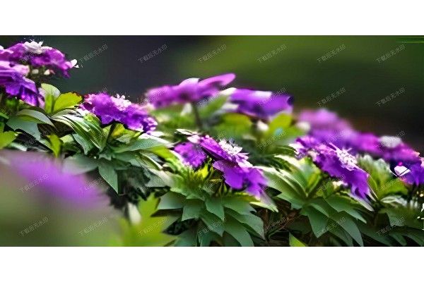 武汉桑拿直通车，畅享舒适新体验！